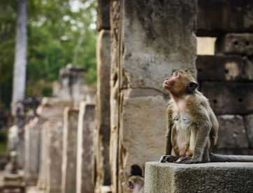 Cambodge Insolite