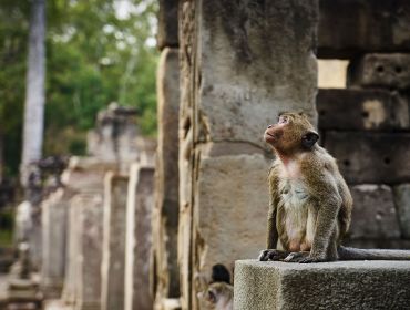 Cambodia Insolite
