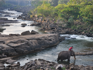 Bolovens au Laos 