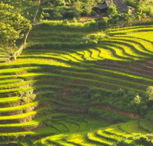 The 5 Most Beautiful Rice Terraces In Vietnam