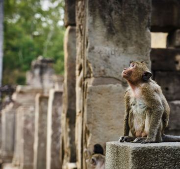 Cambodge Insolite