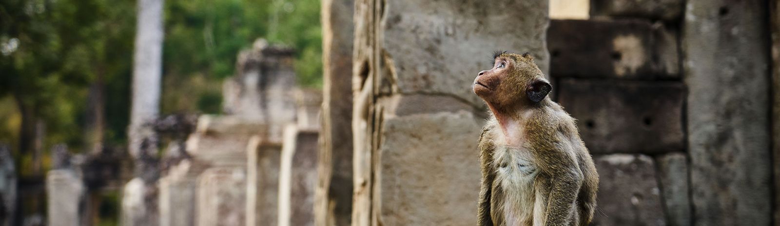 Cambodia Insolite