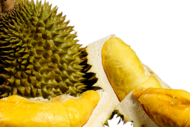 THE LEGEND OF THE DURIAN
