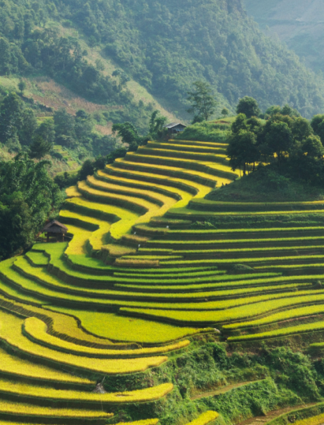 Top 5 Randonnée Printanière Dans Le Nord Du Vietnam
