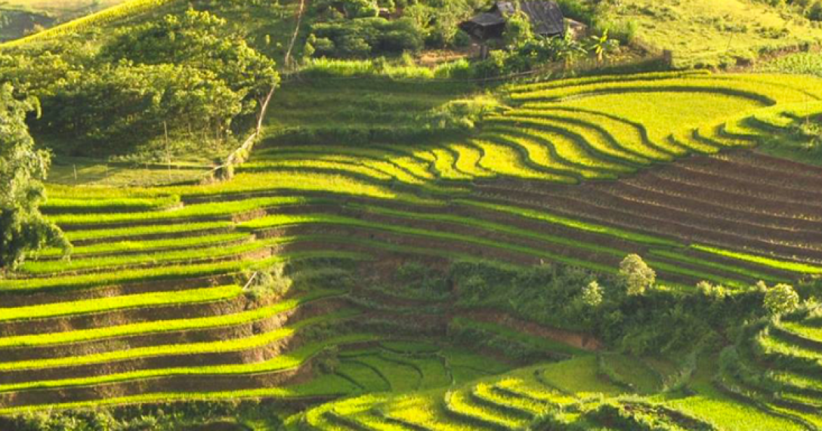 The 5 Most Beautiful Rice Terraces In North Vietnam