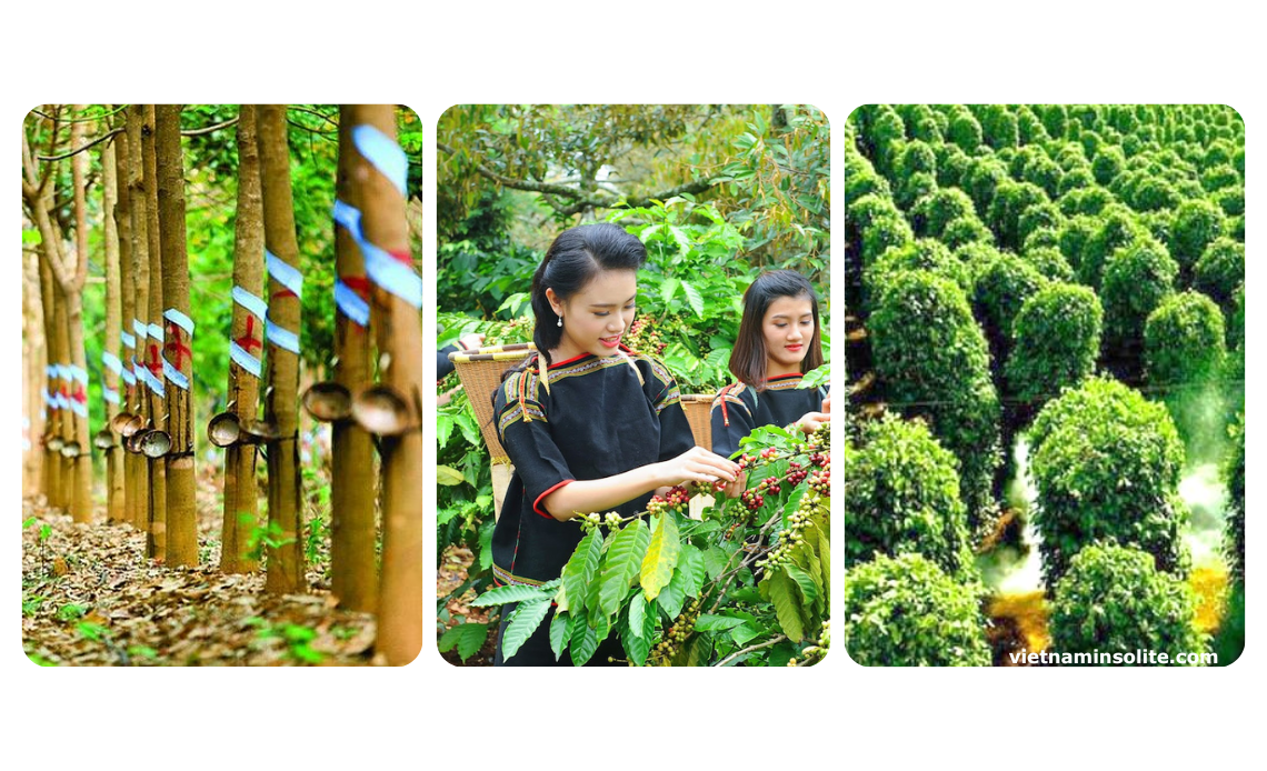 plantation de café, de caoutchouc, de poivre dans les hauts plateaux du centre du Vietnam