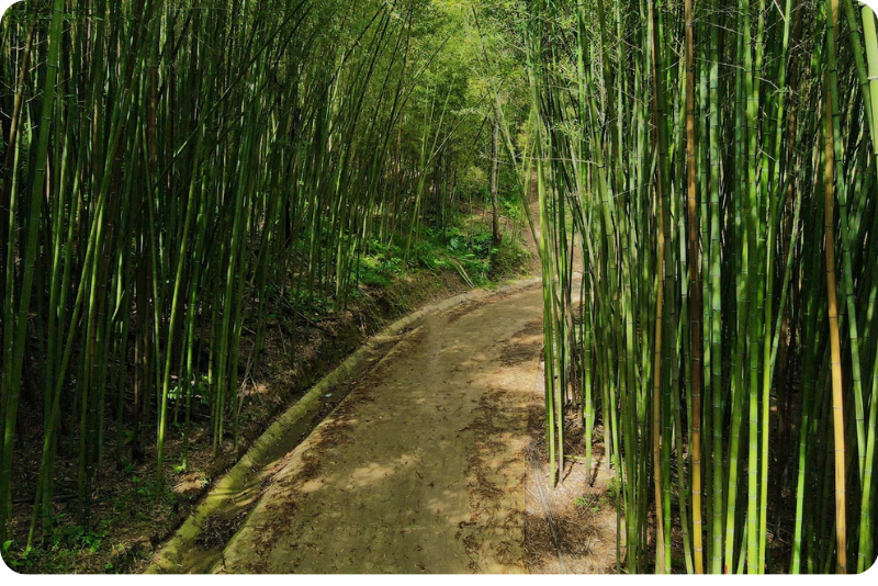 Bamboo forest