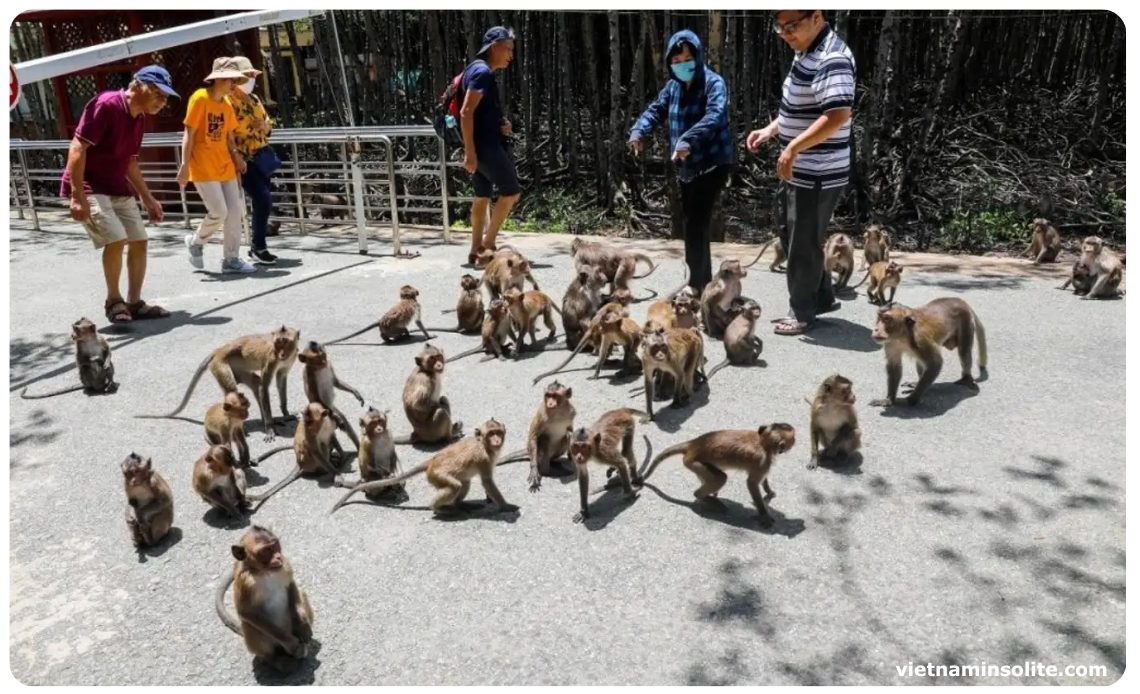 L'île aux singes, située à environ 18 kilomètres au nord du centre-ville de Nha Trang, abrite plus de 1 200 singes