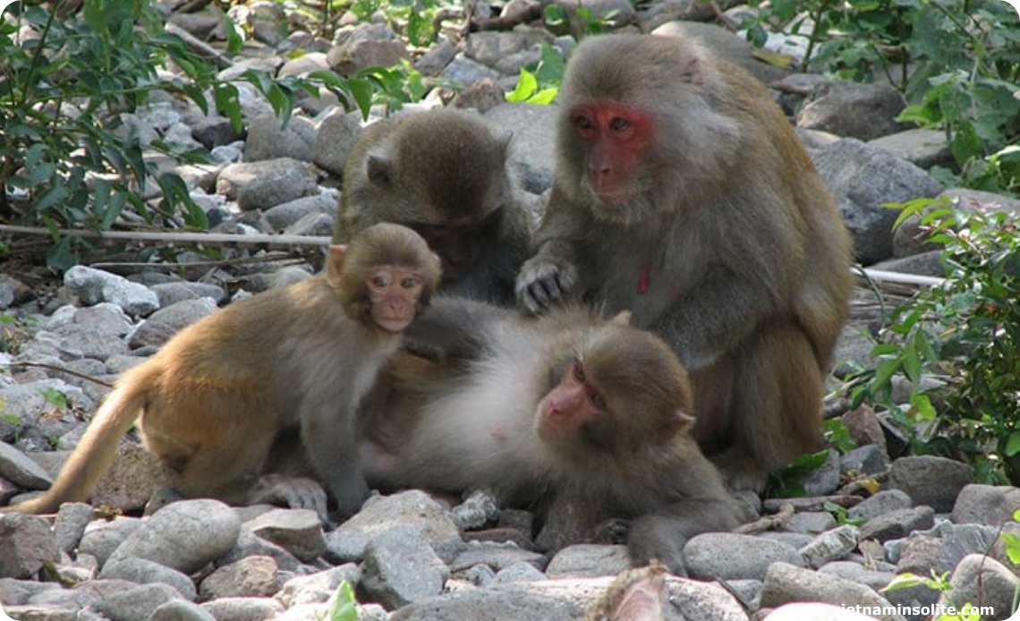 L'île aux singes