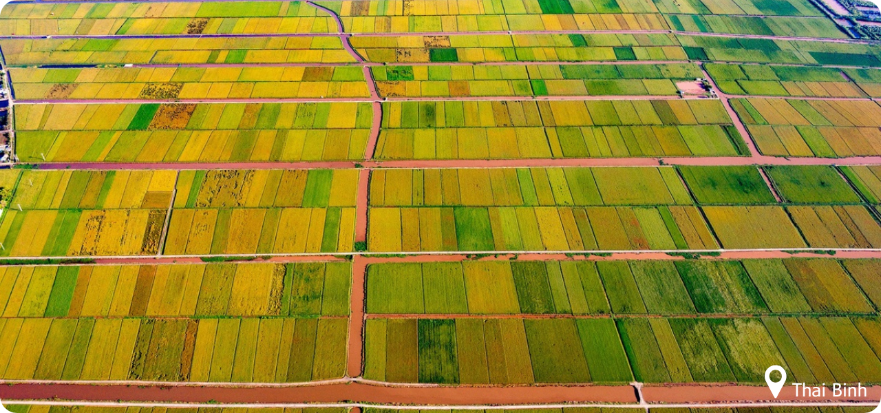  Rizières de Thai Binh