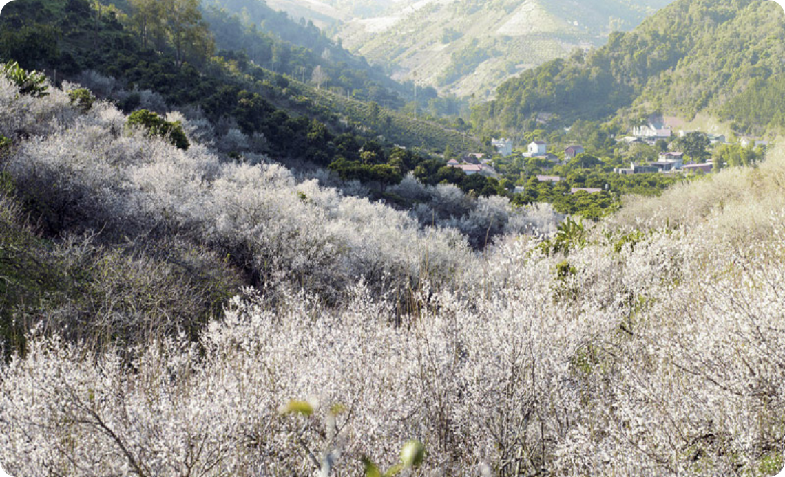 Le printemps à Sa Pa