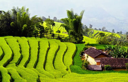Tour Hà Giang Mùa Hoa